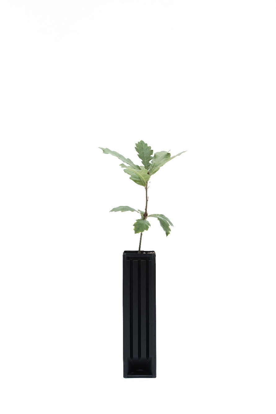 roble